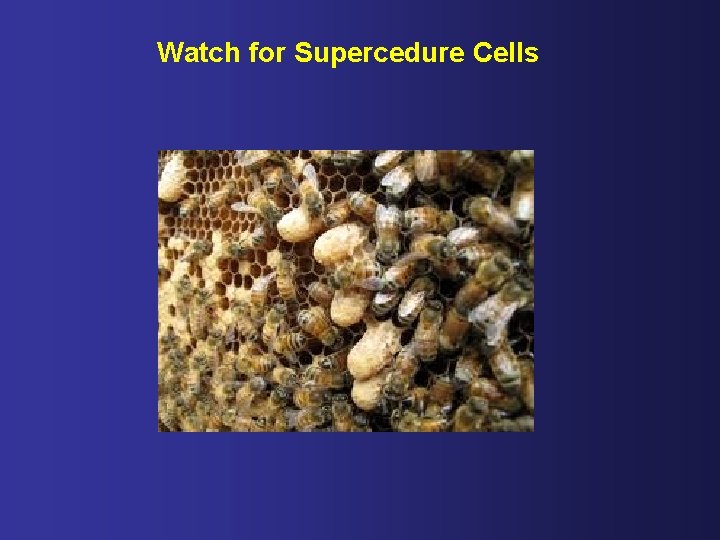 Watch for Supercedure Cells 