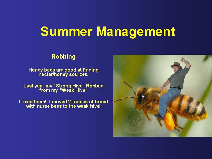 Summer Management Robbing Honey bees are good at finding nectar/honey sources. Last year my