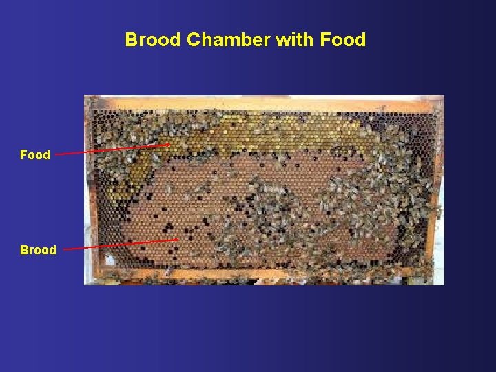 Brood Chamber with Food Brood 
