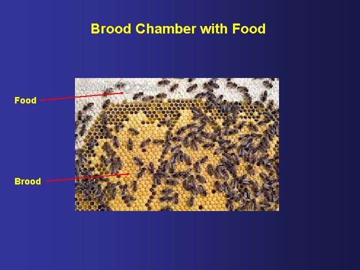 Brood Chamber with Food Brood 