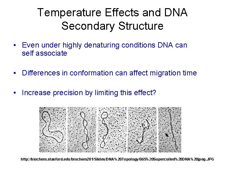 Temperature Effects and DNA Secondary Structure • Even under highly denaturing conditions DNA can