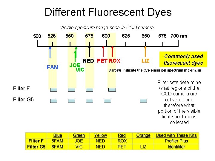 Different Fluorescent Dyes Visible spectrum range seen in CCD camera 500 525 550 575