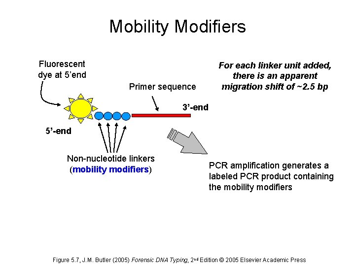 Mobility Modifiers Fluorescent dye at 5’end Primer sequence For each linker unit added, there