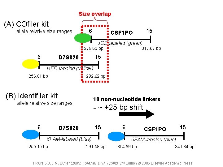 Size overlap (A) COfiler kit allele relative size ranges 6 15 CSF 1 PO