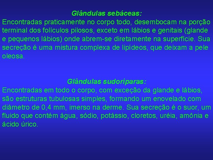 Glândulas sebáceas: Encontradas praticamente no corpo todo, desembocam na porção terminal dos folículos pilosos,