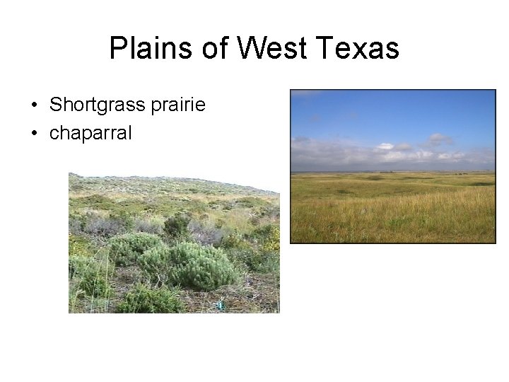 Plains of West Texas • Shortgrass prairie • chaparral 