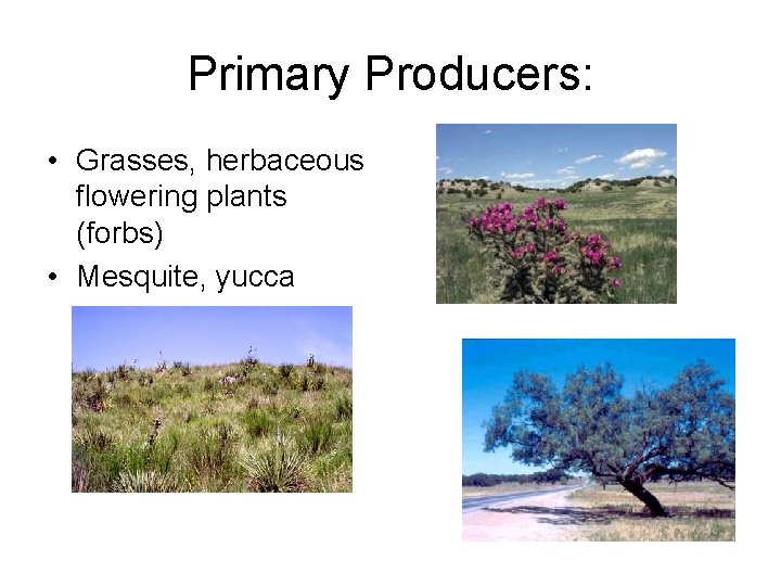 Primary Producers: • Grasses, herbaceous flowering plants (forbs) • Mesquite, yucca 