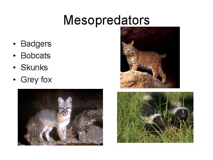 Mesopredators • • Badgers Bobcats Skunks Grey fox 