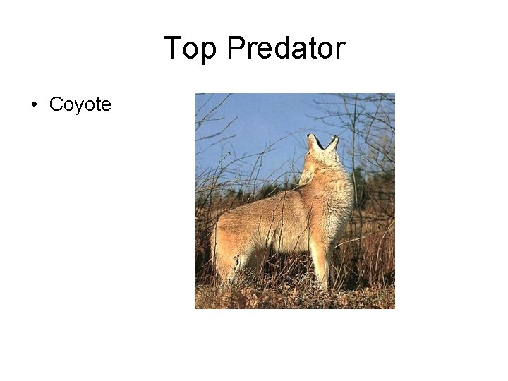 Top Predator • Coyote 