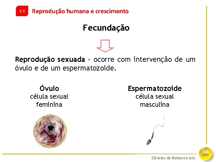 3. 1 Reprodução humana e crescimento Fecundação Reprodução sexuada – ocorre com intervenção de