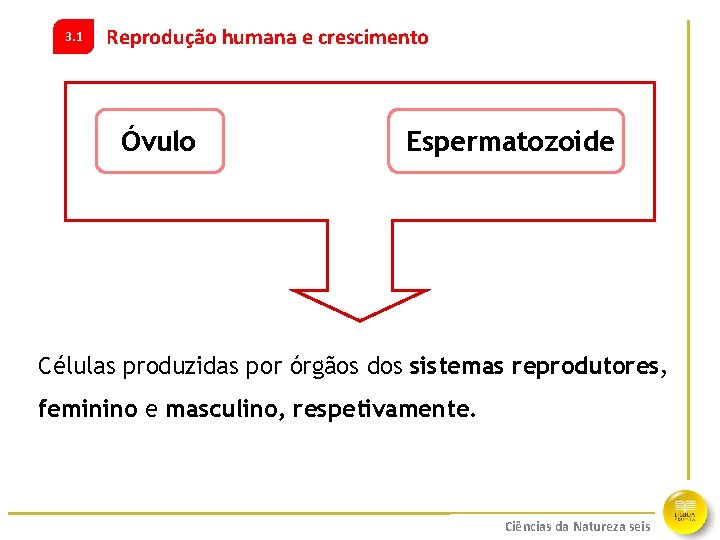 3. 1 Reprodução humana e crescimento Óvulo Espermatozoide Células produzidas por órgãos dos sistemas