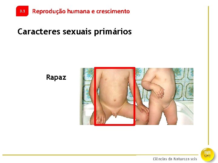 3. 1 Reprodução humana e crescimento Caracteres sexuais primários Rapaz Disciplina Ciências e ano