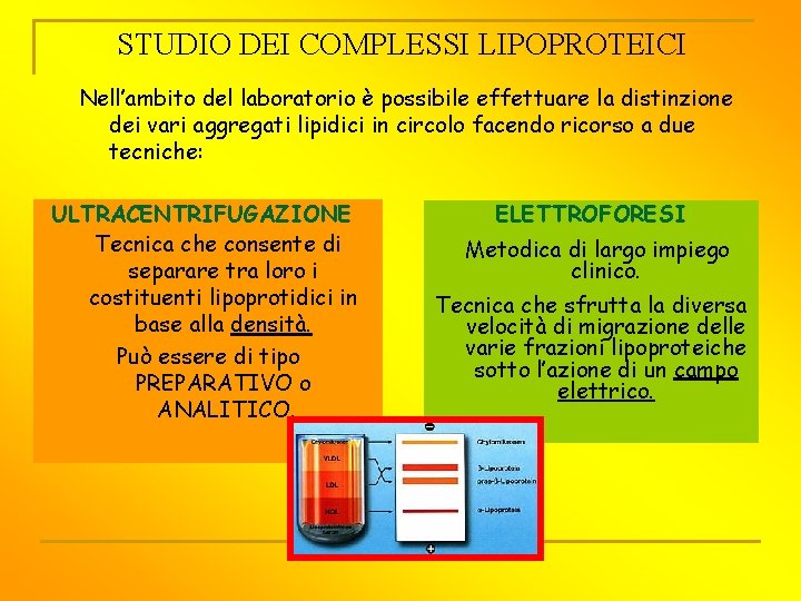 STUDIO DEI COMPLESSI LIPOPROTEICI Nell’ambito del laboratorio è possibile effettuare la distinzione dei vari