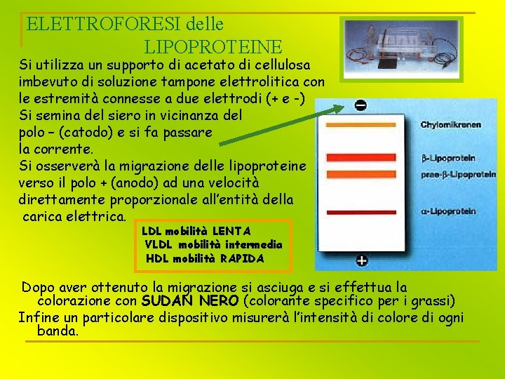 ELETTROFORESI delle LIPOPROTEINE Si utilizza un supporto di acetato di cellulosa imbevuto di soluzione