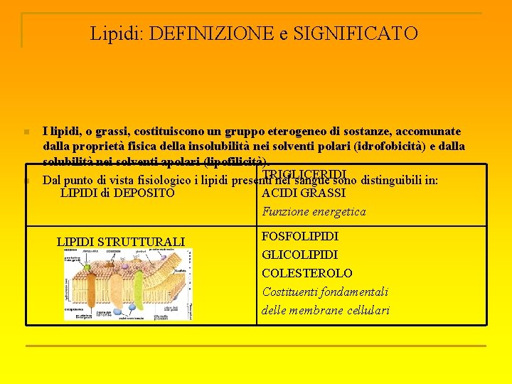 Lipidi: DEFINIZIONE e SIGNIFICATO n n I lipidi, o grassi, costituiscono un gruppo eterogeneo