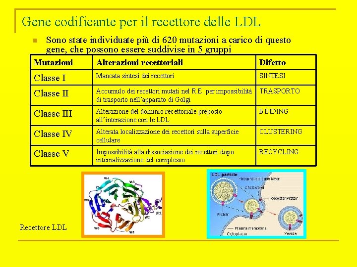 Gene codificante per il recettore delle LDL n Sono state individuate più di 620