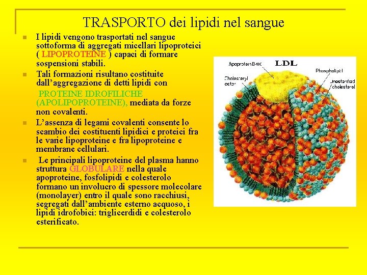 TRASPORTO dei lipidi nel sangue n n I lipidi vengono trasportati nel sangue sottoforma