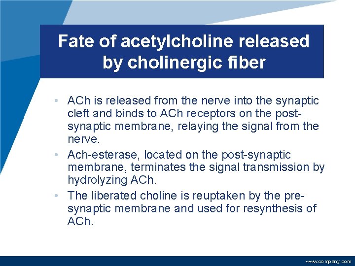 Fate of acetylcholine released by cholinergic fiber • ACh is released from the nerve