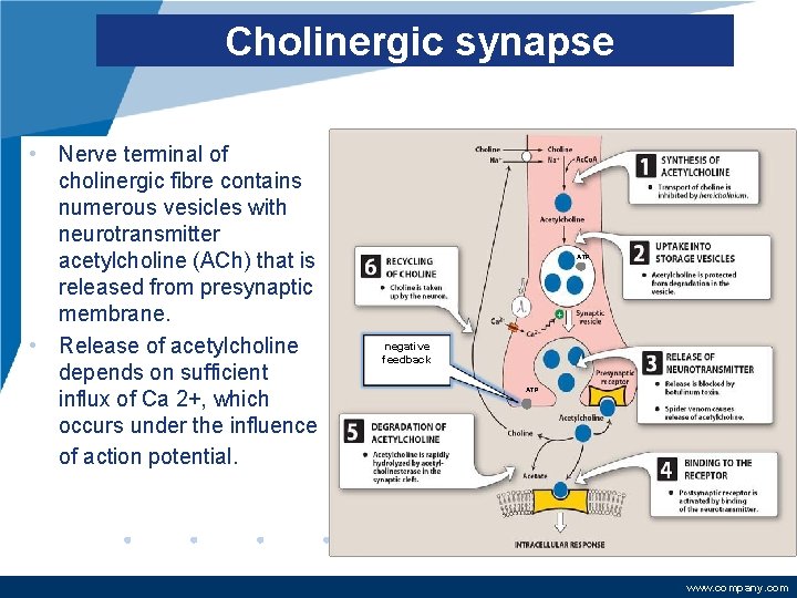 Cholinergic synapse • Nerve terminal of cholinergic fibre contains numerous vesicles with neurotransmitter acetylcholine