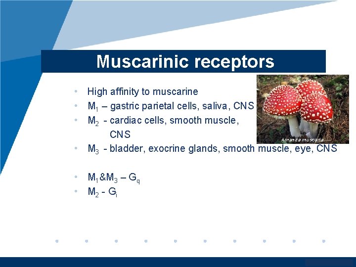 Muscarinic receptors • High affinity to muscarine • M 1 – gastric parietal cells,
