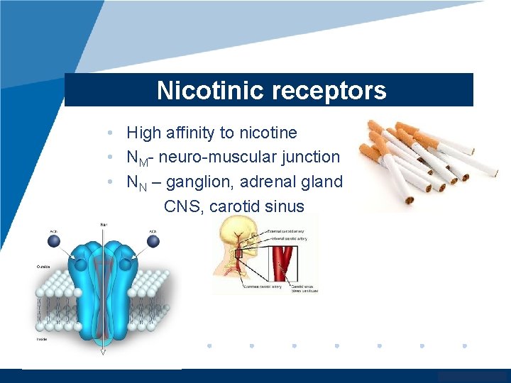 Nicotinic receptors • High affinity to nicotine • NM- neuro-muscular junction • NN –