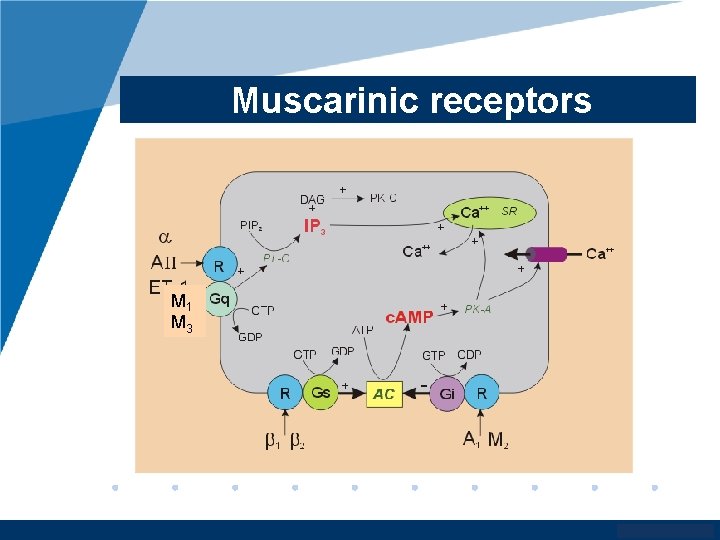 Muscarinic receptors M 1 M 3 www. company. com 