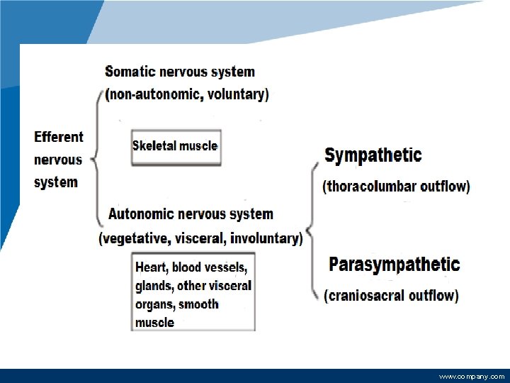 Functional divisions within the nervous system www. company. com 