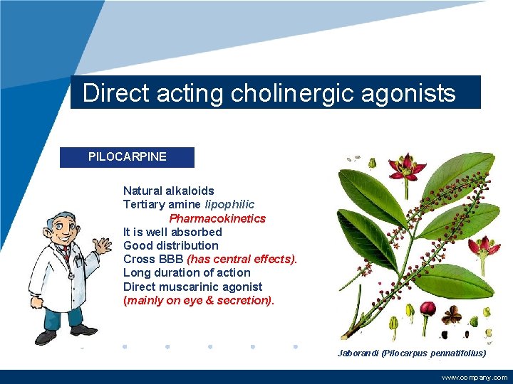 Direct acting cholinergic agonists PILOCARPINE Natural alkaloids Tertiary amine lipophilic Pharmacokinetics It is well