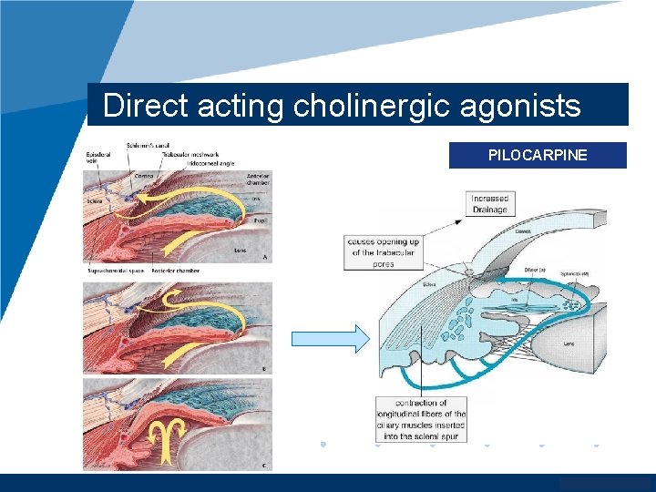 Direct acting cholinergic agonists PILOCARPINE www. company. com 