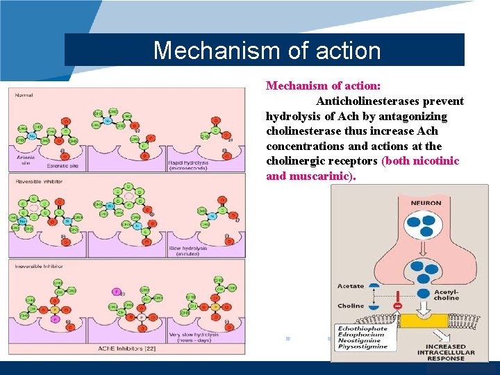 Mechanism of action: Anticholinesterases prevent hydrolysis of Ach by antagonizing cholinesterase thus increase Ach