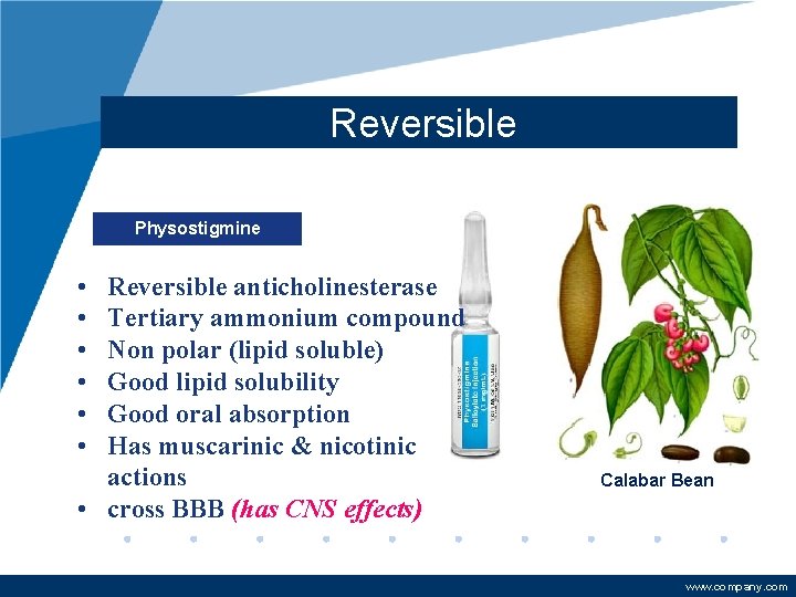 Reversible Physostigmine • • • Reversible anticholinesterase Tertiary ammonium compound Non polar (lipid soluble)