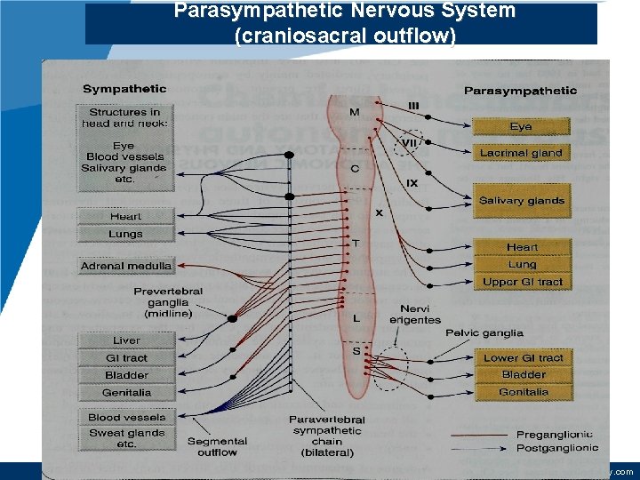 Parasympathetic Nervous System (craniosacral outflow) www. company. com 