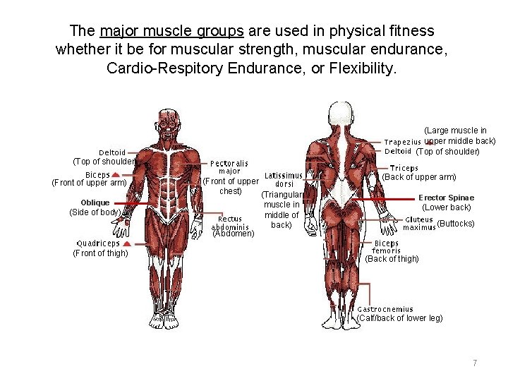 The major muscle groups are used in physical fitness whether it be for muscular