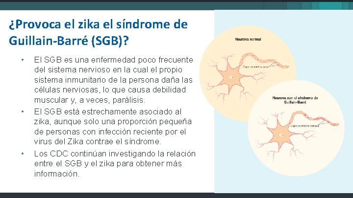 ¿Provoca el zika el síndrome de Guillain-Barré (SGB)? • • • El SGB es