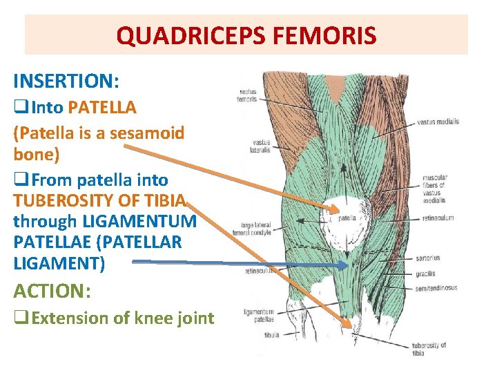 QUADRICEPS FEMORIS INSERTION: q. Into PATELLA (Patella is a sesamoid bone) q. From patella