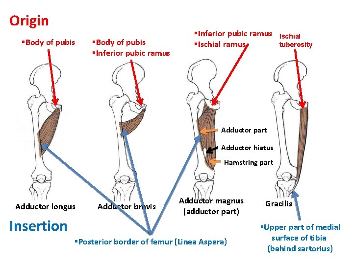 Origin §Body of pubis §Inferior pubic ramus §Ischial ramus. Ischial tuberosity Adductor part Adductor