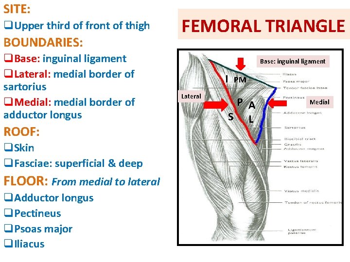 SITE: q. Upper third of front of thigh BOUNDARIES: q. Base: inguinal ligament q.