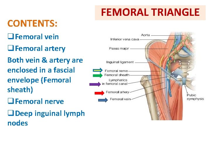 CONTENTS: q. Femoral vein q. Femoral artery Both vein & artery are enclosed in