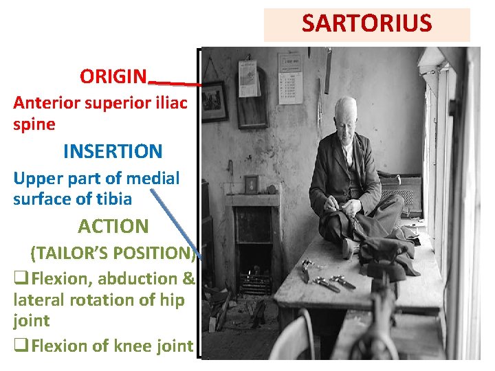 SARTORIUS ORIGIN Anterior superior iliac spine INSERTION Upper part of medial surface of tibia