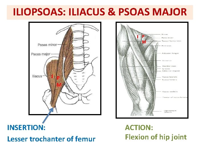 ILIOPSOAS: ILIACUS & PSOAS MAJOR I P M INSERTION: Lesser trochanter of femur ACTION: