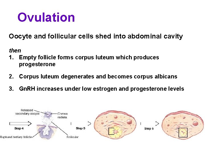 Ovulation Oocyte and follicular cells shed into abdominal cavity then 1. Empty follicle forms Ovulation Oocyte and follicular cells shed into abdominal cavity then 1. Empty follicle forms