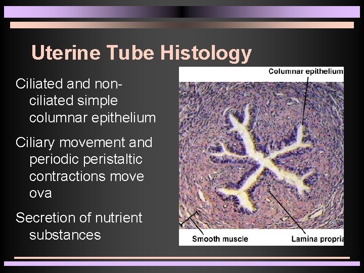 Uterine Tube Histology Ciliated and nonciliated simple columnar epithelium Ciliary movement and periodic peristaltic Uterine Tube Histology Ciliated and nonciliated simple columnar epithelium Ciliary movement and periodic peristaltic