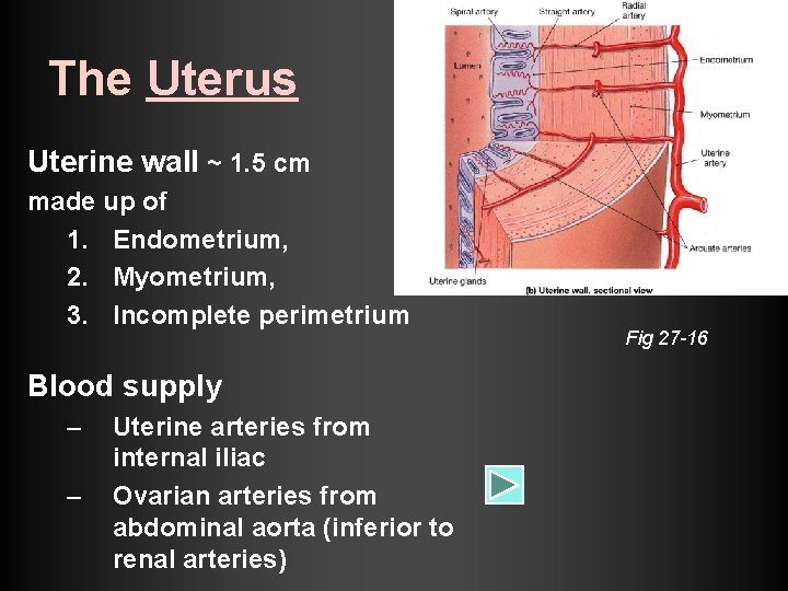 The Uterus Uterine wall ~ 1. 5 cm made up of 1. Endometrium, 2. The Uterus Uterine wall ~ 1. 5 cm made up of 1. Endometrium, 2.