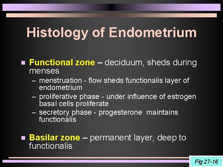 Histology of Endometrium Functional zone – deciduum, sheds during menses – menstruation - flow Histology of Endometrium Functional zone – deciduum, sheds during menses – menstruation - flow