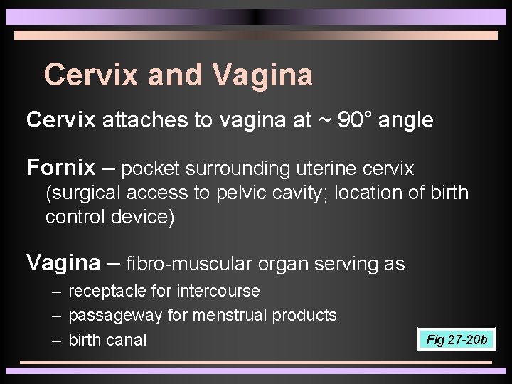 Cervix and Vagina Cervix attaches to vagina at ~ 90° angle Fornix – pocket Cervix and Vagina Cervix attaches to vagina at ~ 90° angle Fornix – pocket