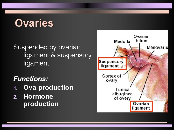 Ovaries Suspended by ovarian ligament & suspensory ligament Functions: 1. Ova production 2. Hormone Ovaries Suspended by ovarian ligament & suspensory ligament Functions: 1. Ova production 2. Hormone