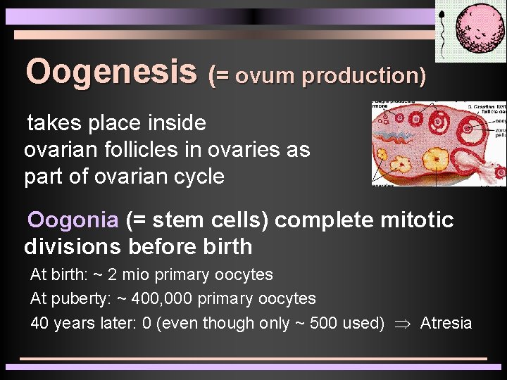 Oogenesis (= ovum production) takes place inside ovarian follicles in ovaries as part of Oogenesis (= ovum production) takes place inside ovarian follicles in ovaries as part of