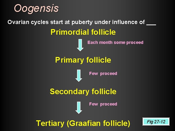 Oogensis Ovarian cycles start at puberty under influence of ___ Primordial follicle Each month Oogensis Ovarian cycles start at puberty under influence of ___ Primordial follicle Each month