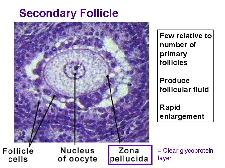 Secondary Follicle Few relative to number of primary follicles Produce follicular fluid Rapid enlargement Secondary Follicle Few relative to number of primary follicles Produce follicular fluid Rapid enlargement