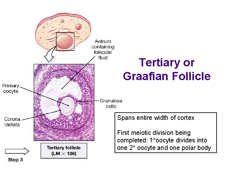 Tertiary or Graafian Follicle Spans entire width of cortex First meiotic division being completed: Tertiary or Graafian Follicle Spans entire width of cortex First meiotic division being completed: